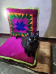 наполнитель для кошек: Кошка даром: Беспородная, Мальчик, Приучена к лотку