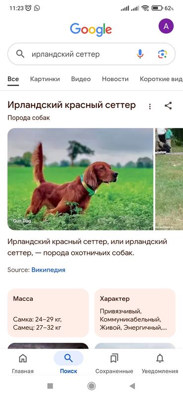 Продажа собак: 1 месяц, Самка, С родословной