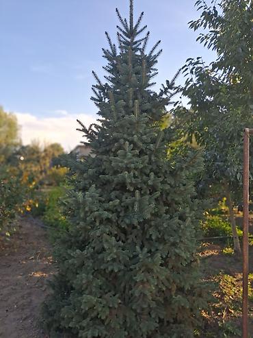 яблоки груши и сливы: Ель голубая (Picea pungens, «колючая ель»), взрослая декоративная — 1
