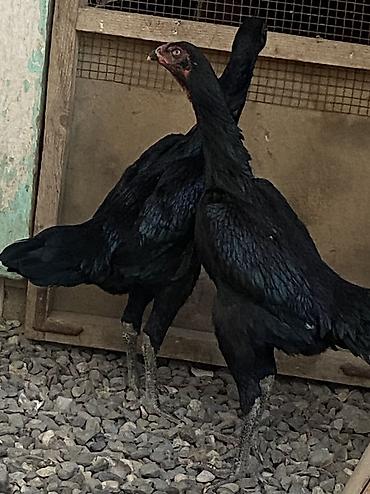 Toyuqlar: Toyuq, Damazlıq, Ödənişli çatdırılma — 2