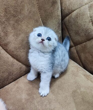 Pişiklər: Şotland yastı qulaq, Erkək, Dişi, Yaxşı əllərə, Ünvandan götürmə, Pulsuz çatdırılma, Ödənişli çatdırılma — 6