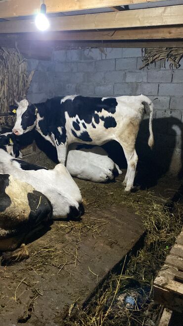 Коровы, быки: Продаю | Корова (самка) | Голштин | Для молока