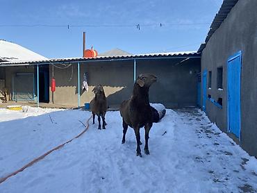 Баран, овца: Продаю | Овца (самка) | Арашан | Для разведения — 11