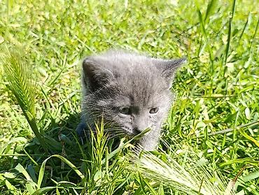 Pişiklər: Rus mavi, Dişi — 5