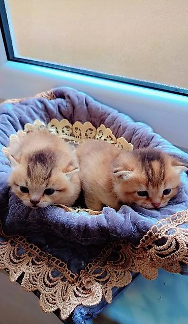 Pişiklər: Qızıl şinşilla, Erkək, Dişi — 6