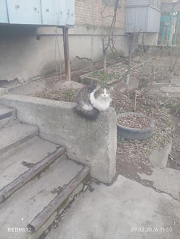 Отдам даром кошку: Пушистые кошки — двое очаровательных домашних любимцев - Породы/тип — 8