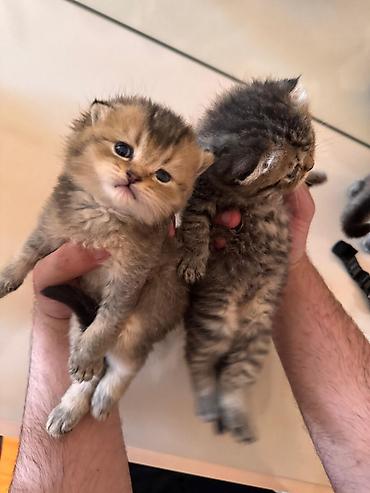 Pişiklər: Britan — 12