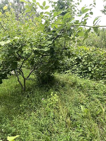 Продажа дач: ПРОДАЕТСЯ Дачный участок, с. Туз, СТ «Нур» (между с. Туз и с. Чон — 4