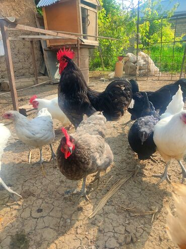 Toyuqlar: Toyuq, Australorp, Yumurtalıq, Ünvandan götürmə, Ödənişli çatdırılma