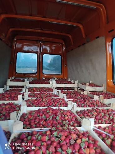 Малина: Малина Платная доставка — 16