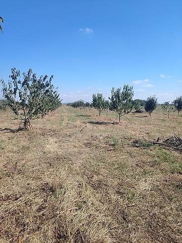 bine atciliqda torpaq satilir 2019: 94 sot, Kənd təsərrüfatı, Maklerlər narahat etməsin — 5