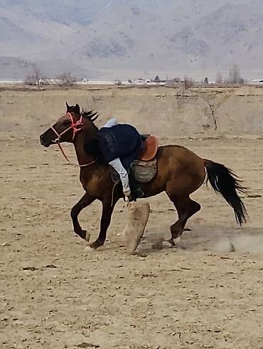 Лошади, кони: Продаю | Конь (самец) | Полукровка — 7