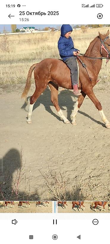 Лошади, кони: Продаю | Жеребенок | Дончак | Рабочий — 2