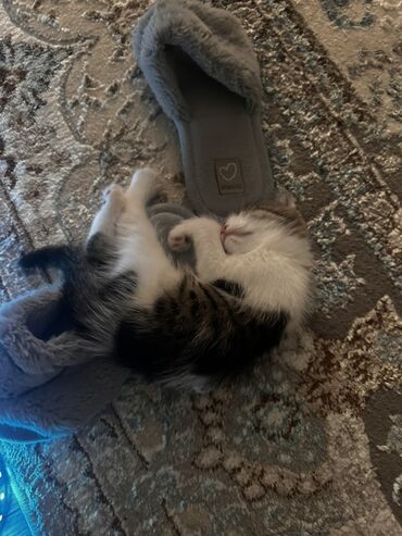 котенок в добрые руки: Котёнок-шотландик (скоттиш-фолд/страйт) окраса табби с белым