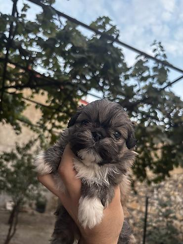 pekines it: 1 ay — 5