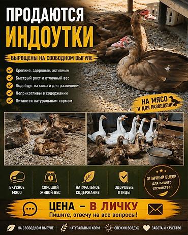 хмонг собака цена россия: Продаю | Петух | Кучинская | На забой — 2