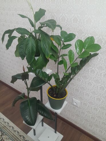 Фикусы: Коллекция комнатных растений в кашпо: - Фикус эластика — 8