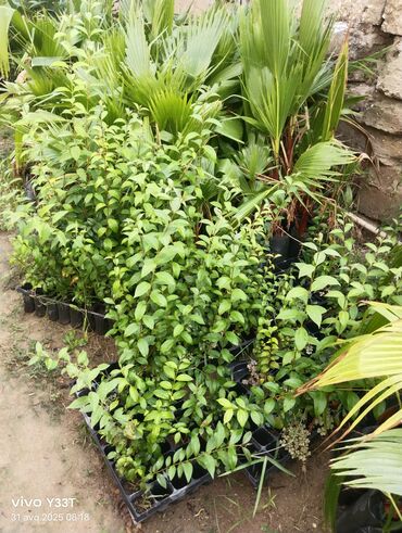 Ağaclar: Satılır: dekorativ bitkilər toplusu - Gül kolları (mini/çalı tipli) – — 5