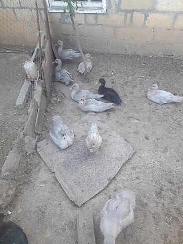 krasnadar ordek: Lavanda lal ordekler satlir agri cekili heyvanlarin balasidi — 4