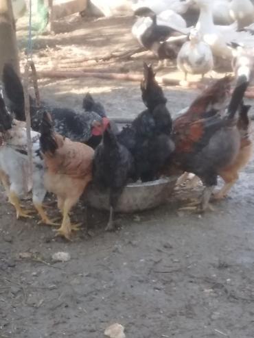 suda yaşayan heyvanlar: Satılır kənd şəraitində saxlanılan qarışıq rəngli 3 ay yarımlıq — 1
