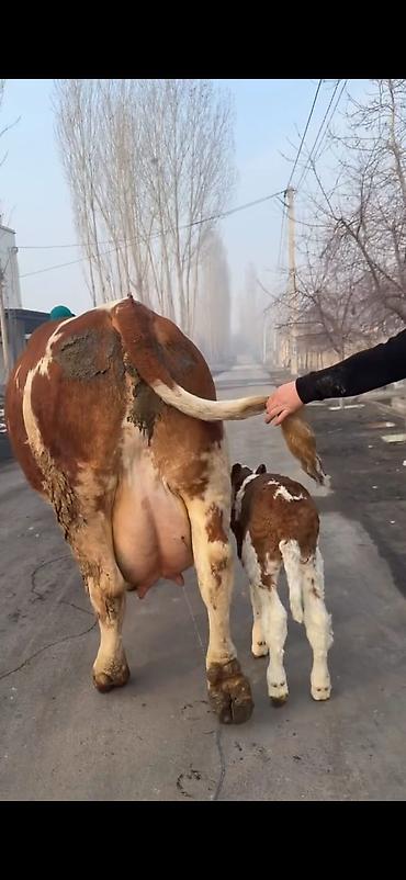 Inəklər, öküzlər: Simental tipli sağmal inək buzağı ilə birlikdə. Xüsusiyyətlər: - — 6