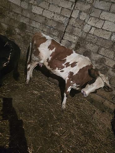 Inəklər, öküzlər: Heyvanlar satılır - Növ: iribuynuzlu mal-qara - Şəkillərdə iki baş — 1