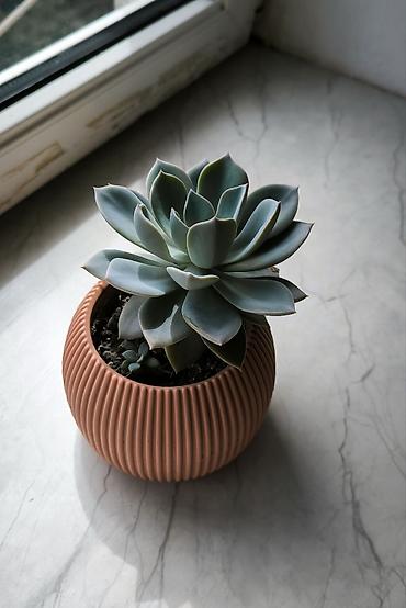 dibcek: 🌿 Echeveria Gözəl və səliqəli Echeveria dibçəkdə 🪴 Yeni sahibinə tam — 2