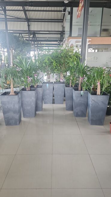 Otaq bitkiləri: Bitgi və dibçəklər — 1