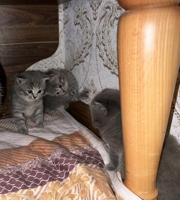 Pişiklər: Britan, Erkək, Dişi, Ünvandan götürmə -da lalafo.az — 3 Pişiklər: Britan, Erkək, Dişi, Ünvandan götürmə — 3