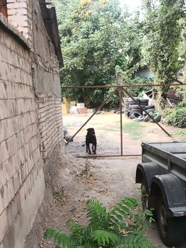 Продажа собак: Ротвейлер, 2 года, Самец — 8