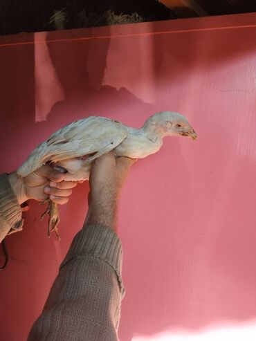 Pitiminutkalar: Heyratı toyuqları satılır gəncədədir tam sağlam heyvanlardi — 12