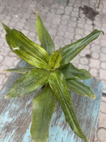 Другие комнатные растения: Комнатные растения — 2