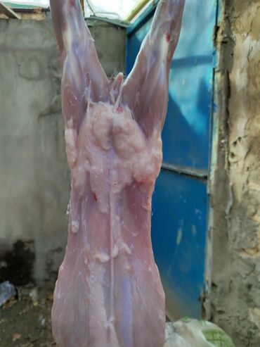 Ət: Dovşan eti halal kesilmiş halal ceki 1 ededi gelir 1k.800q. 1k.500q -da lalafo.az — 26 Ət: Dovşan eti halal kesilmiş halal ceki 1 ededi gelir 1k.800q. 1k.500q — 26