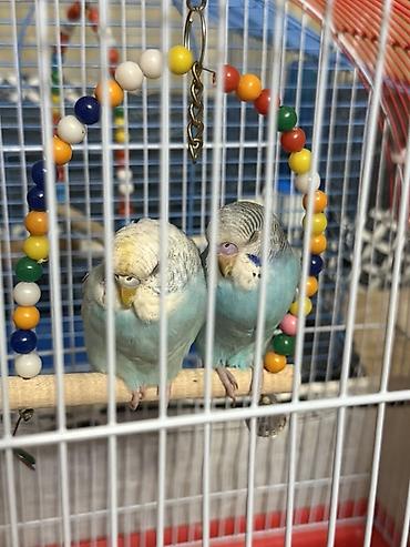 Heyvanlar: Məhsul: Cüt dalğalı tutuquşu (budgerigar) Təsvir: - Rəng: Açıq — 3