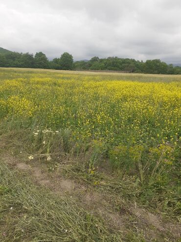 Landşaft işləri: Kupcalı 41 sot torpaq 20 sotda satilir — 28