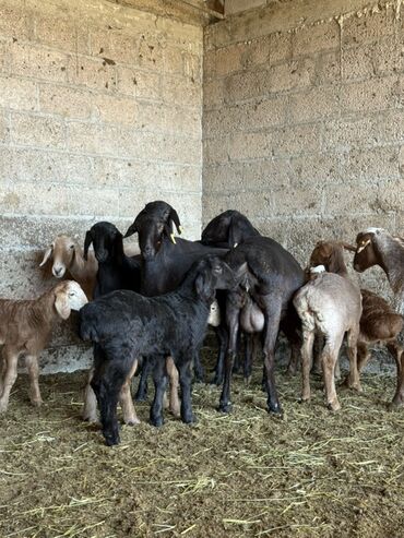 дом кролика: Продаю | Овца (самка), Ягненок, Баран (самец) | Гиссарская, Арашан | Для разведения