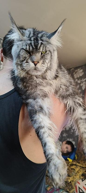 Продажа кошек: ✨ Эксклюзивные полидактильные мейн-куны ✨ Предлагаются к продаже — 11