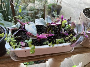 Otaq bitkiləri: Her nov guler var endirimnen verecem Gencedi istiyen yazsin satiş -da lalafo.az — 38 Otaq bitkiləri: Her nov guler var endirimnen verecem Gencedi istiyen yazsin satiş — 38