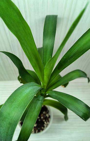 Другие комнатные растения: КОМНАТНЫЕ ЦВЕТЫ ПРОДАЮ 🌱 Каланхоэ - 100 🌱 Фикус Даниэль - 500 🌱 — 9