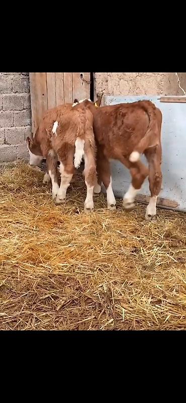 Dana, buzov: Iki ədəd erkek dana biri 2 aylıq biri 51 günlük ikisidə erkrkdi temiz — 10
