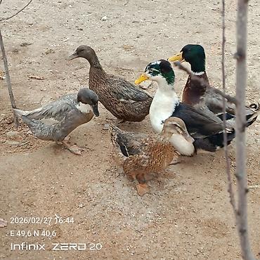 Ördəklər: Hamsi satılır çoxu yumurtduyur — 13