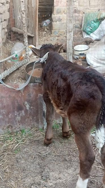 Коровы, быки: Продаю | Бык (самец), Тёлка — 13