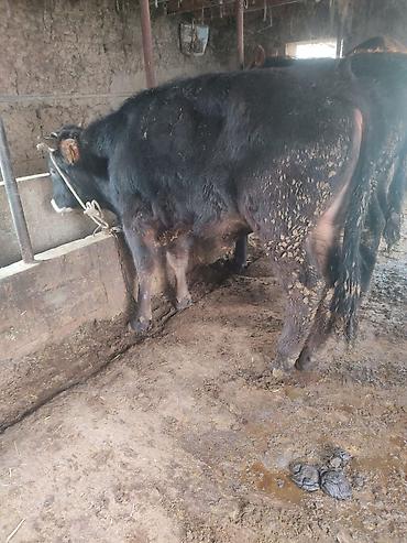 Коровы, быки: Продаю | Бык (самец) | На откорм | Привязанные — 8