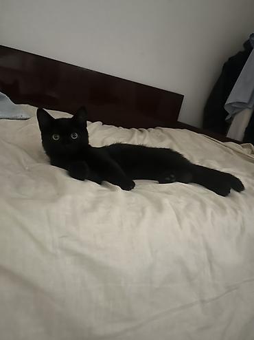 Продажа кошек: 🏡 КОТЯТА ИЩУТ ДОМ! 🐾❤️ Два замечательных малыша — чёрный котик и — 25