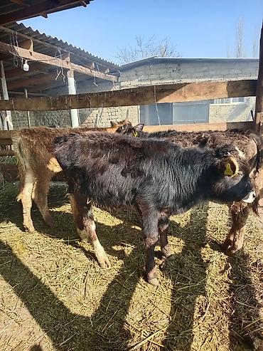 Коровы, быки: Продаю | Бык (самец) | На откорм | Привязанные — 9