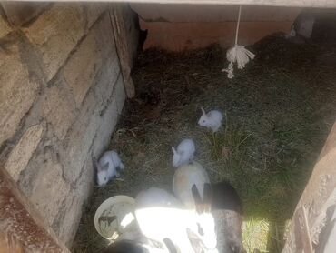 Dovşanlar: Müxtəlif rənglərdə olan dovşanlar satılır. Dovşanlar sağlamdır və