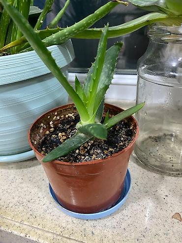 Другие садовые цветы и кустарники: Сортовые ирисы.
От 350 до 500 сом — 18