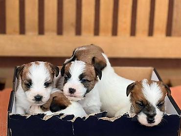 beba rotvajler: Oštrodlaki Džek Rasel terijer (Jack Russell Terrier) štenci — 2