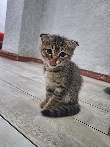 скоттиш фолд черный цена: Шотландские вислоухие котята - Окрас: классический черный (солид) и — 4