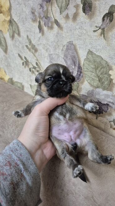 İtlər: İt balası – kiçik ölçülü, qısaburun tipli (Pekines/Şih-cu xatırladan) -da lalafo.az — 8 İtlər: İt balası – kiçik ölçülü, qısaburun tipli (Pekines/Şih-cu xatırladan) — 8